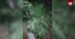 চরকাজলে স্কুলসংলগ্ন দোকানের পিছন থেকে গাঁজা গাছ উদ্ধার